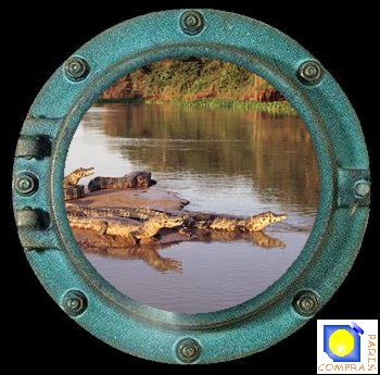 colonie de jacar�s