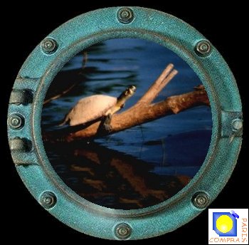 une tortue amazonienne