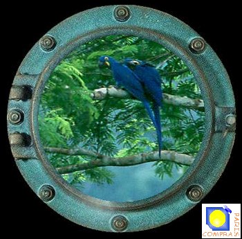 Anodorhynchus hyacinthinus