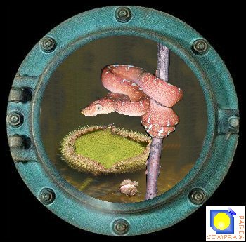 boa au poste de guet