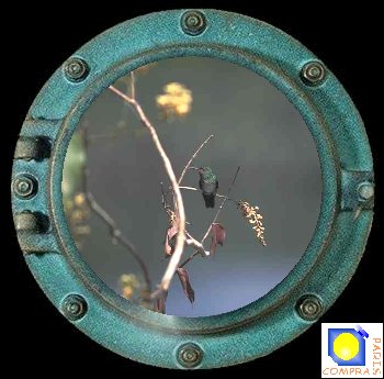 oiseau mouche ou colibri