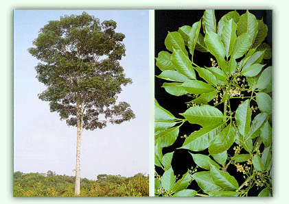 arbre Cau-chu