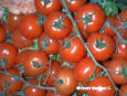 tomate