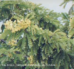 Floraison du pau brasil