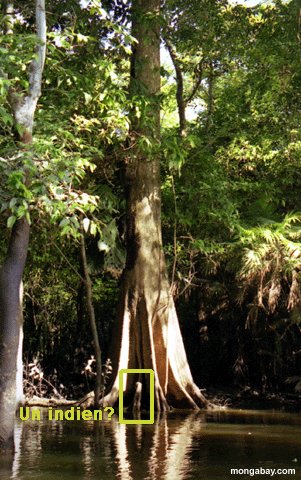 Arbre de la fort inondable